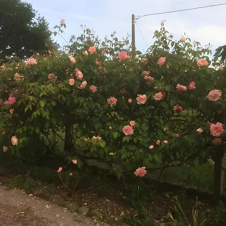Tatil Evi La Maison Fleurie *